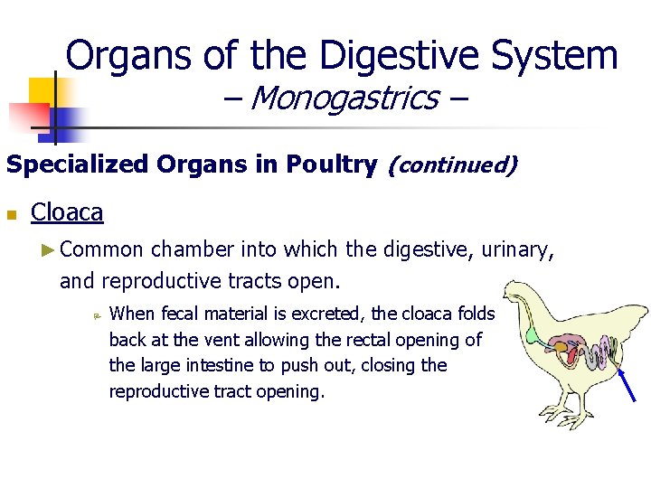 Organs of the Digestive System – Monogastrics – Specialized Organs in Poultry (continued) n