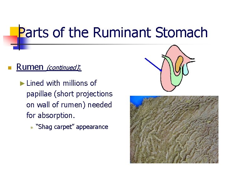 Parts of the Ruminant Stomach n Rumen (continued): ► Lined with millions of papillae
