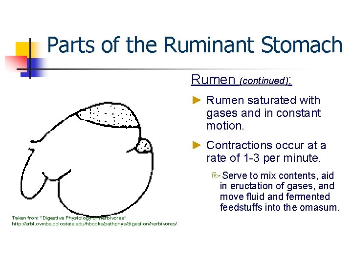 Parts of the Ruminant Stomach Rumen (continued): ► Rumen saturated with gases and in