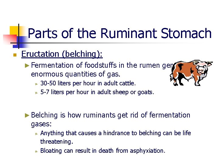 Parts of the Ruminant Stomach n Eructation (belching): ► Fermentation of foodstuffs in the