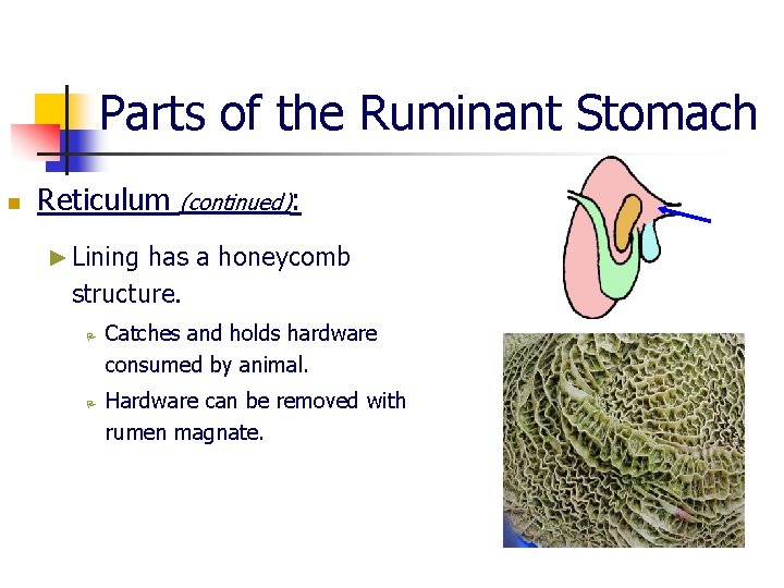 Parts of the Ruminant Stomach n Reticulum (continued): ► Lining has a honeycomb structure.