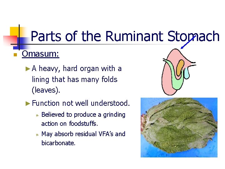 Parts of the Ruminant Stomach n Omasum: ► A heavy, hard organ with a