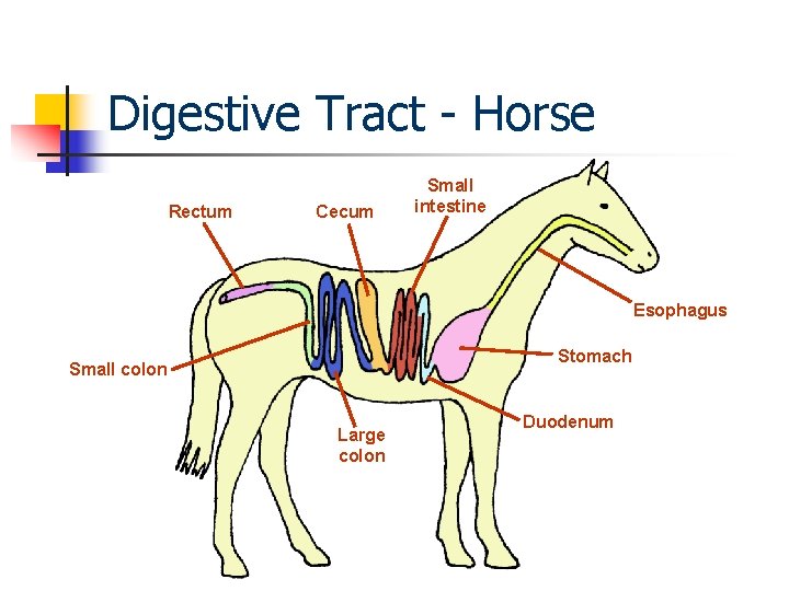 Digestive Tract - Horse Rectum Cecum Small intestine Esophagus Stomach Small colon Large colon