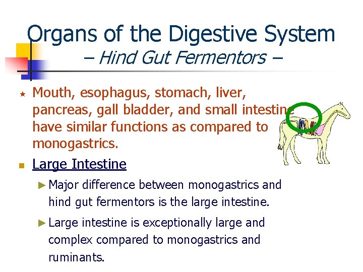 Organs of the Digestive System – Hind Gut Fermentors – « n Mouth, esophagus,