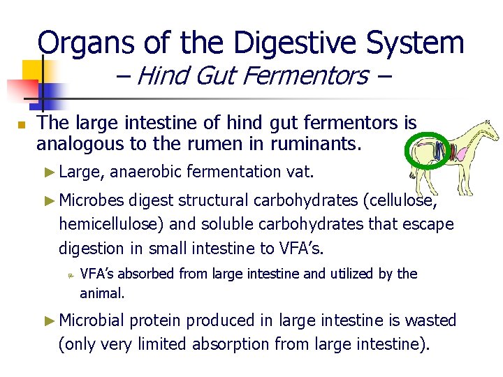 Organs of the Digestive System – Hind Gut Fermentors – n The large intestine