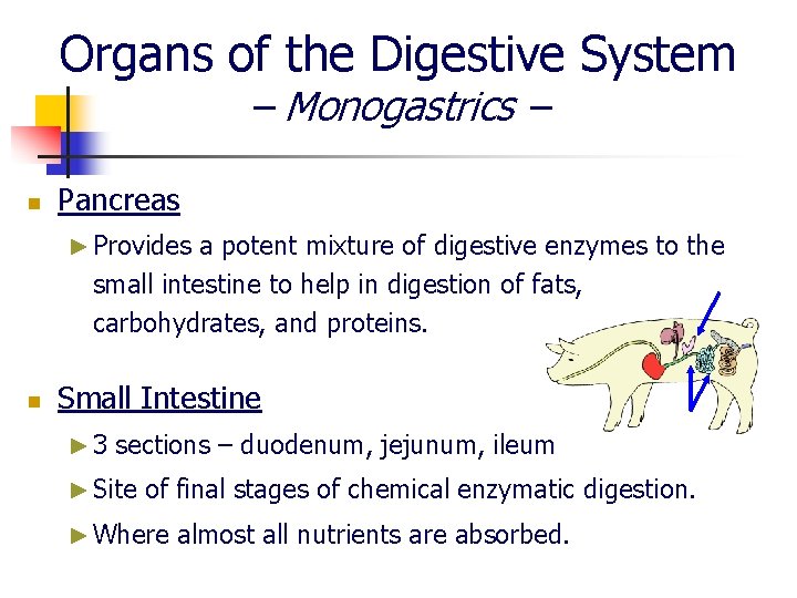 Organs of the Digestive System – Monogastrics – n Pancreas ► Provides a potent