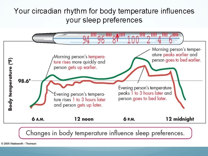 Your circadian rhythm for body temperature influences your sleep preferences 