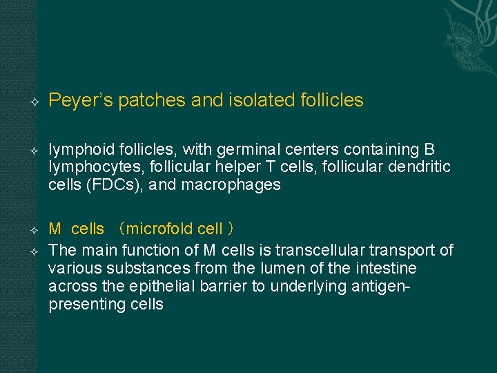  Peyer’s patches and isolated follicles lymphoid follicles, with germinal centers containing B lymphocytes,