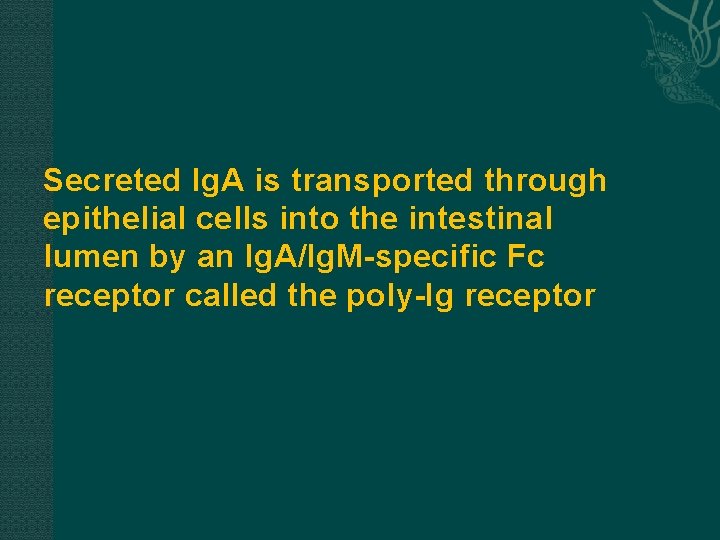 Secreted Ig. A is transported through epithelial cells into the intestinal lumen by an