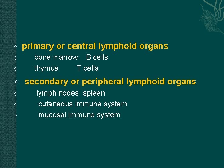 primary or central lymphoid organs bone marrow B cells thymus T cells secondary
