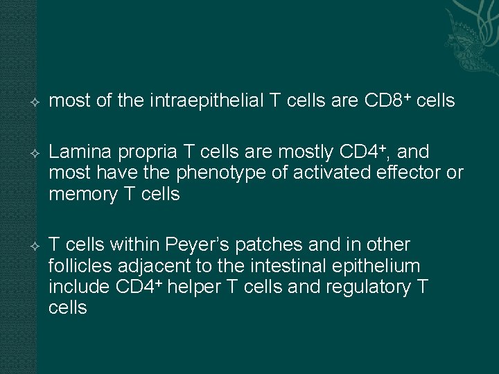  most of the intraepithelial T cells are CD 8+ cells Lamina propria T