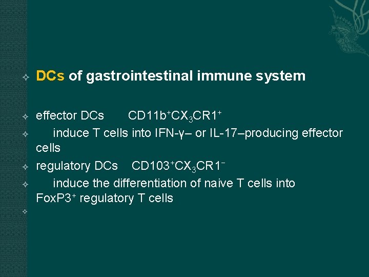  DCs of gastrointestinal immune system effector DCs CD 11 b+CX 3 CR 1+