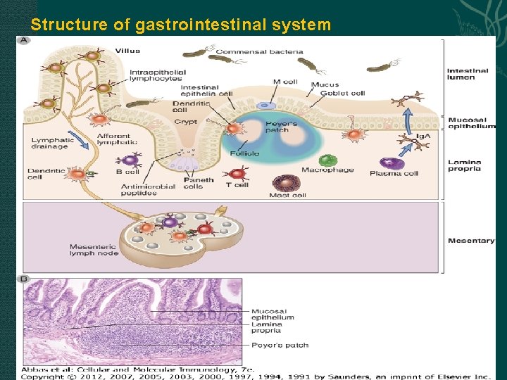 Structure of gastrointestinal system 
