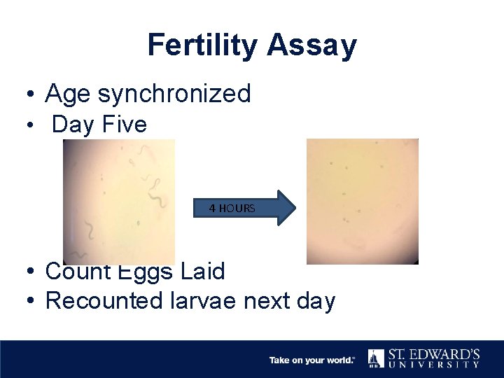 Fertility Assay • Age synchronized • Day Five 4 HOURS • Count Eggs Laid