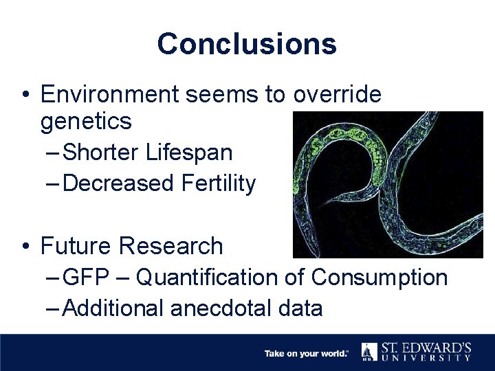Conclusions • Environment seems to override genetics – Shorter Lifespan – Decreased Fertility •
