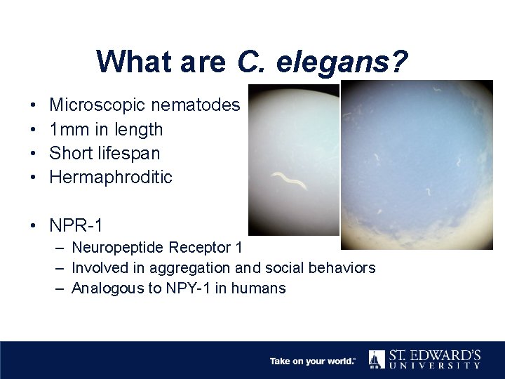 What are C. elegans? • • Microscopic nematodes 1 mm in length Short lifespan