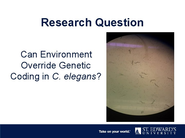 Research Question Can Environment Override Genetic Coding in C. elegans? 