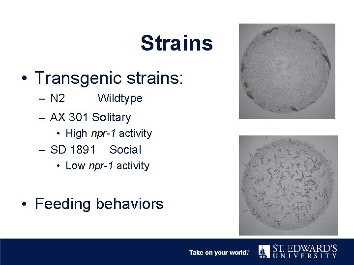 Strains • Transgenic strains: – N 2 Wildtype – AX 301 Solitary • High
