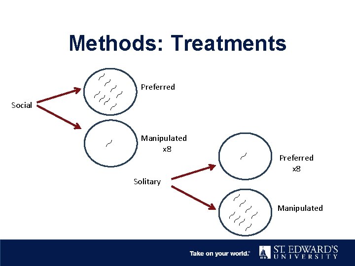 Methods: Treatments Preferred Social Manipulated x 8 Preferred x 8 Solitary Manipulated 