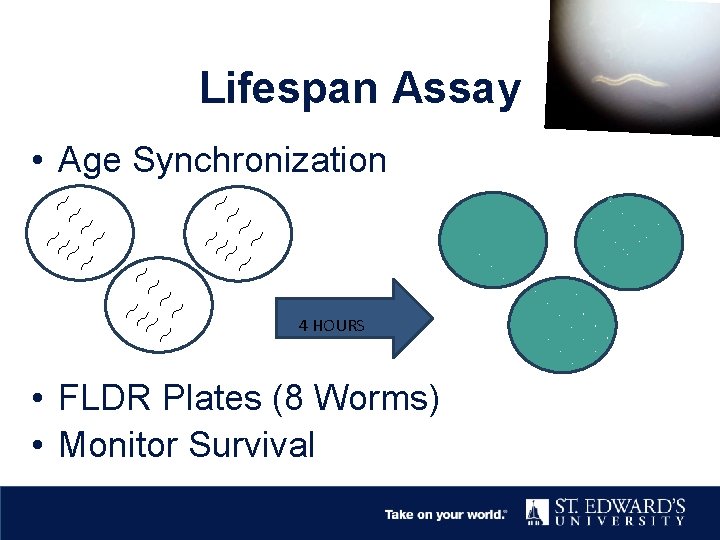 Lifespan Assay • Age Synchronization 4 HOURS • FLDR Plates (8 Worms) • Monitor