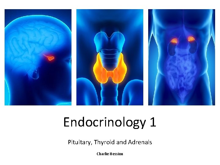 Endocrinology 1 Pituitary, Thyroid and Adrenals Charlie Hession 