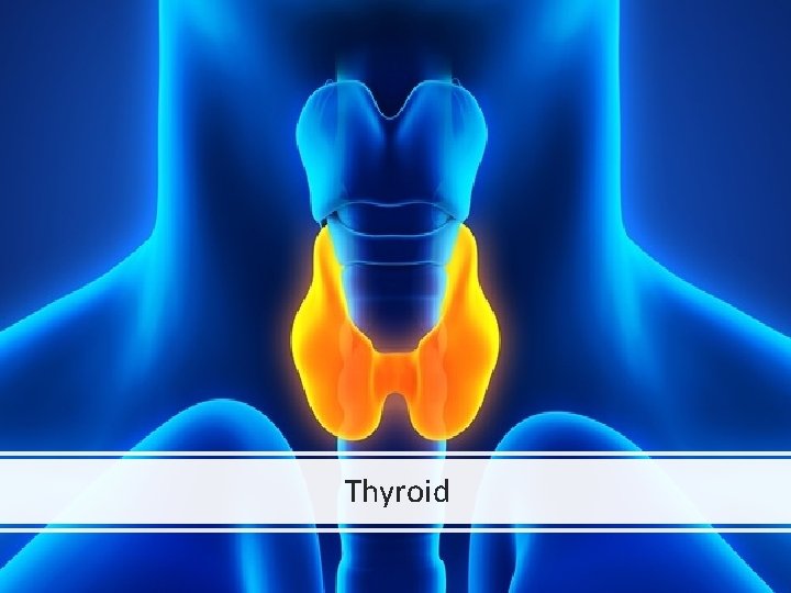 Thyroid 