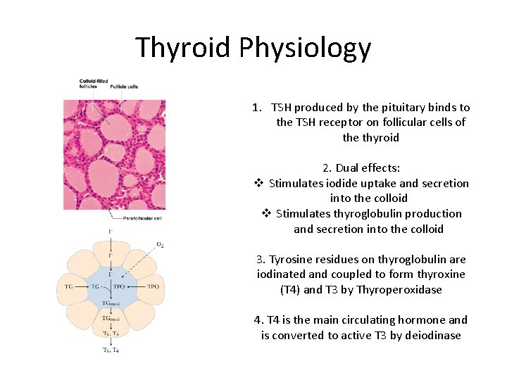 Thyroid Physiology 1. TSH produced by the pituitary binds to the TSH receptor on