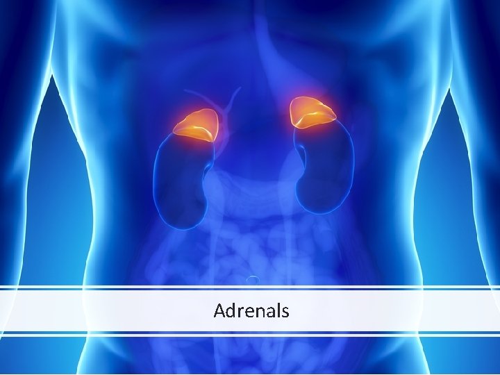 Adrenals 