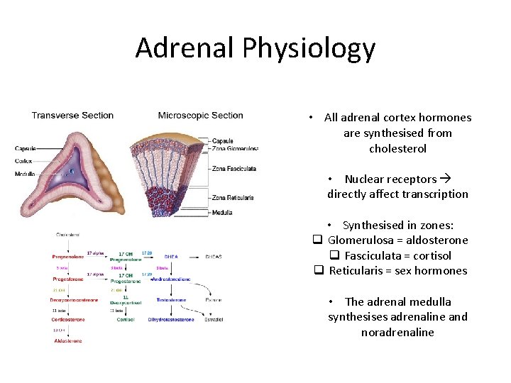 Adrenal Physiology • All adrenal cortex hormones are synthesised from cholesterol • Nuclear receptors