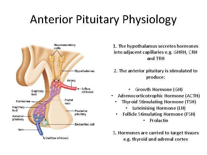 Anterior Pituitary Physiology 1. The hypothalamus secretes hormones into adjacent capillaries e. g. GHRH,