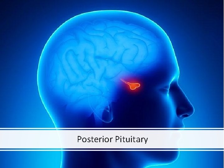 Posterior Pituitary 