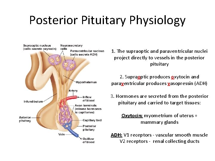 Posterior Pituitary Physiology 1. The supraoptic and paraventricular nuclei project directly to vessels in