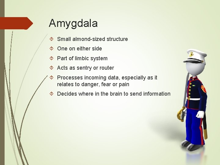 Amygdala Small almond-sized structure One on either side Part of limbic system Acts as