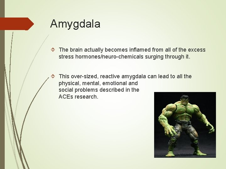 Amygdala The brain actually becomes inflamed from all of the excess stress hormones/neuro-chemicals surging