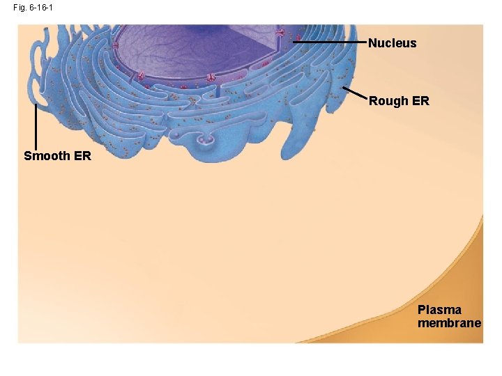 Fig. 6 -16 -1 Nucleus Rough ER Smooth ER Plasma membrane 