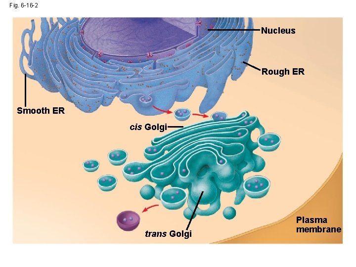 Fig. 6 -16 -2 Nucleus Rough ER Smooth ER cis Golgi trans Golgi Plasma Fig. 6 -16 -2 Nucleus Rough ER Smooth ER cis Golgi trans Golgi Plasma