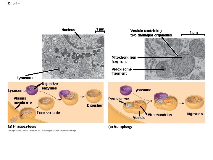 Fig. 6 -14 Nucleus 1 µm Vesicle containing two damaged organelles 1 µm Mitochondrion Fig. 6 -14 Nucleus 1 µm Vesicle containing two damaged organelles 1 µm Mitochondrion