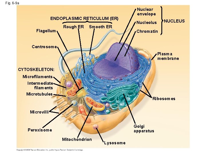 Fig. 6 -9 a ENDOPLASMIC RETICULUM (ER) Flagellum Rough ER Smooth ER Nuclear envelope