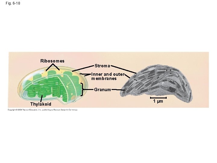 Fig. 6 -18 Ribosomes Stroma Inner and outer membranes Granum Thylakoid 1 µm 