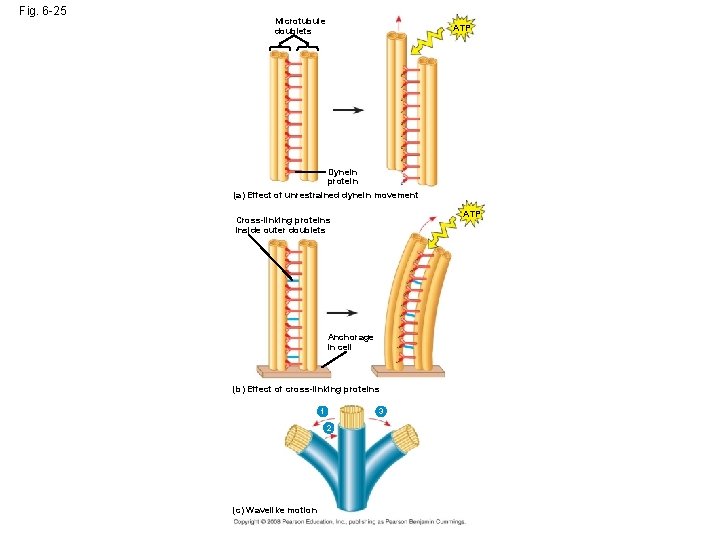 Fig. 6 -25 Microtubule doublets ATP Dynein protein (a) Effect of unrestrained dynein movement Fig. 6 -25 Microtubule doublets ATP Dynein protein (a) Effect of unrestrained dynein movement