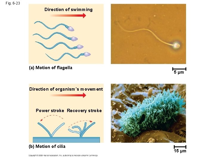 Fig. 6 -23 Direction of swimming (a) Motion of flagella 5 µm Direction of