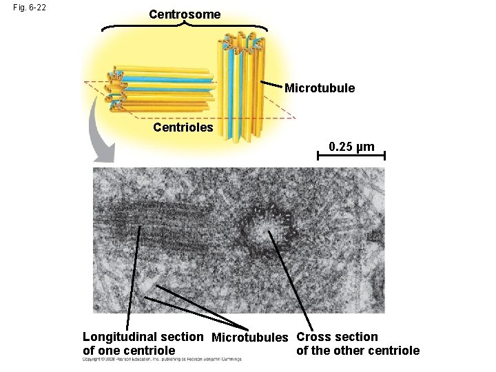 Fig. 6 -22 Centrosome Microtubule Centrioles 0. 25 µm Longitudinal section Microtubules Cross section Fig. 6 -22 Centrosome Microtubule Centrioles 0. 25 µm Longitudinal section Microtubules Cross section