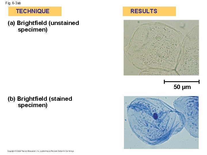 Fig. 6 -3 ab TECHNIQUE RESULTS (a) Brightfield (unstained specimen) 50 µm (b) Brightfield