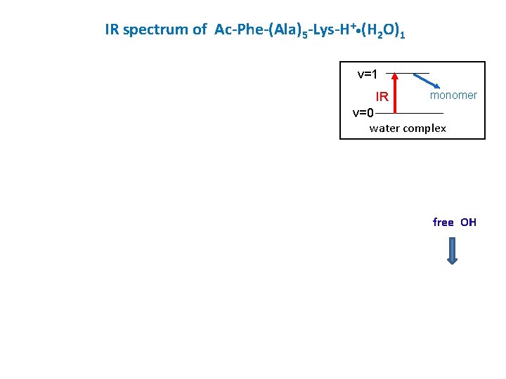 IR spectrum of Ac-Phe-(Ala)5 -Lys-H+ • (H 2 O)1 v=1 IR monomer v=0 water