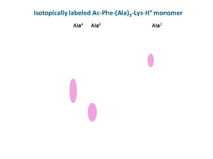Isotopically labeled Ac-Phe-(Ala)5 -Lys-H+ monomer Ala 4 Ala 6 Ala 2 
