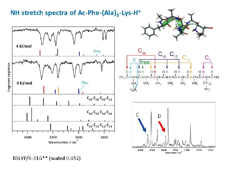 NH stretch spectra of Ac-Phe-(Ala)5 -Lys-H+ 4 k. J/mol 0 k. J/mol C 10