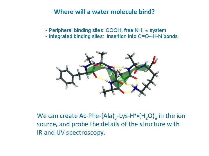 Where will a water molecule bind? • Peripheral binding sites: COOH, free NH, p