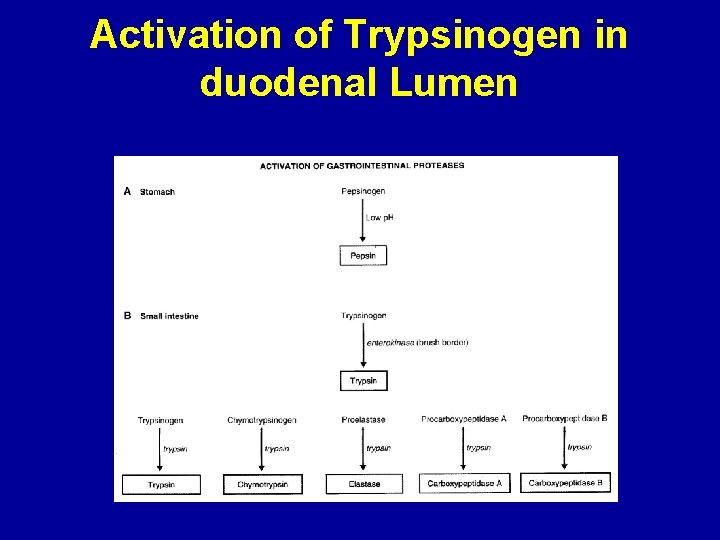 Activation of Trypsinogen in duodenal Lumen 