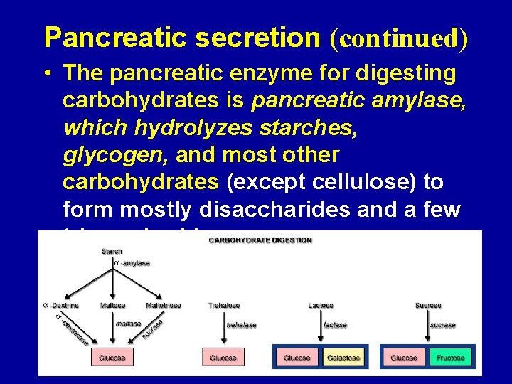 Pancreatic secretion (continued) • The pancreatic enzyme for digesting carbohydrates is pancreatic amylase, which