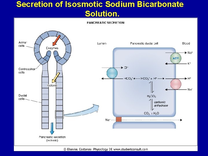 Secretion of Isosmotic Sodium Bicarbonate Solution. 